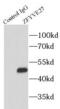 Zinc Finger FYVE-Type Containing 27 antibody, FNab09630, FineTest, Immunoprecipitation image 