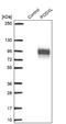 Podocalyxin Like antibody, NBP2-13784, Novus Biologicals, Western Blot image 