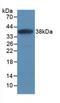 Secreted Frizzled Related Protein 1 antibody, LS-C741562, Lifespan Biosciences, Western Blot image 