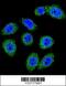 Mannose-binding lectin antibody, 57-234, ProSci, Immunofluorescence image 