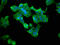 Acetylserotonin O-Methyltransferase antibody, LS-C673294, Lifespan Biosciences, Immunofluorescence image 