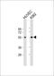 Arginine Vasopressin Receptor 1B antibody, 57-446, ProSci, Western Blot image 