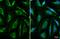 Cytochrome C Oxidase Subunit 4I1 antibody, GTX628901, GeneTex, Immunofluorescence image 