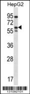 ERBB Receptor Feedback Inhibitor 1 antibody, 56-504, ProSci, Western Blot image 