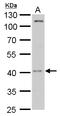 Proto-oncogene serine/threonine-protein kinase mos antibody, GTX103962, GeneTex, Western Blot image 