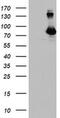 Diacylglycerol Kinase Alpha antibody, MA5-25807, Invitrogen Antibodies, Western Blot image 