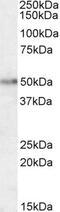 Hypocretin Receptor 2 antibody, PA5-18818, Invitrogen Antibodies, Western Blot image 