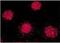 FKBP Prolyl Isomerase 4 antibody, NB110-96874, Novus Biologicals, Immunofluorescence image 