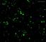 Contactin Associated Protein 1 antibody, ab34151, Abcam, Immunohistochemistry paraffin image 