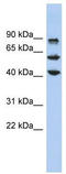 Kruppel Like Factor 10 antibody, TA333936, Origene, Western Blot image 