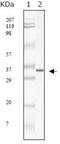 Seryl-TRNA Synthetase 2, Mitochondrial antibody, MBS533451, MyBioSource, Western Blot image 