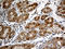 Coiled-Coil-Helix-Coiled-Coil-Helix Domain Containing 10 antibody, LS-C796105, Lifespan Biosciences, Immunohistochemistry paraffin image 