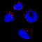 Catalase antibody, MAB3398, R&D Systems, Immunocytochemistry image 