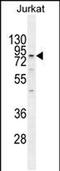 Engulfment and cell motility protein 2 antibody, PA5-71469, Invitrogen Antibodies, Western Blot image 