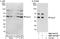 Pygopus Family PHD Finger 2 antibody, NBP1-46171, Novus Biologicals, Western Blot image 