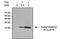 Acetyl Lysine antibody, NB100-74339, Novus Biologicals, Immunoprecipitation image 