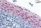 Cystatin B antibody, MBS245509, MyBioSource, Immunohistochemistry frozen image 
