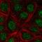 Killin, P53 Regulated DNA Replication Inhibitor antibody, HPA074502, Atlas Antibodies, Immunofluorescence image 