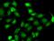 TEA Domain Transcription Factor 1 antibody, GTX32918, GeneTex, Immunofluorescence image 