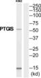 Prostacyclin synthase antibody, abx015126, Abbexa, Western Blot image 