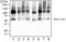 Solute Carrier Family 1 Member 3 antibody, TA336274, Origene, Western Blot image 
