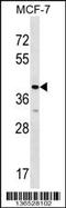 Mitochondrial Ribosomal Protein L1 antibody, 58-824, ProSci, Western Blot image 