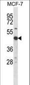 Ribosomal Protein S6 Kinase B2 antibody, LS-C164570, Lifespan Biosciences, Western Blot image 