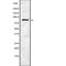 FAST Kinase Domains 5 antibody, abx216447, Abbexa, Western Blot image 