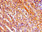 Ribosomal Protein S6 Kinase A3 antibody, CSB-PA020466LA01HU, Cusabio, Immunohistochemistry frozen image 