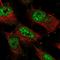 Zinc Finger Protein 821 antibody, NBP1-86290, Novus Biologicals, Immunofluorescence image 