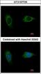 EvC Ciliary Complex Subunit 2 antibody, LS-C185907, Lifespan Biosciences, Immunocytochemistry image 