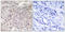GPRIN Family Member 3 antibody, GTX87676, GeneTex, Immunohistochemistry paraffin image 