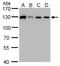 Serrate, RNA Effector Molecule antibody, GTX119872, GeneTex, Western Blot image 
