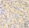 Karyopherin Subunit Alpha 6 antibody, FNab04638, FineTest, Immunohistochemistry frozen image 