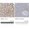 Alcohol Dehydrogenase Iron Containing 1 antibody, NBP1-83530, Novus Biologicals, Immunohistochemistry paraffin image 