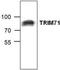 Tripartite Motif Containing 71 antibody, TA318886, Origene, Western Blot image 