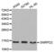 Small Nuclear Ribonucleoprotein D2 Polypeptide antibody, abx003035, Abbexa, Western Blot image 