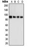 Signal Transducer And Activator Of Transcription 5A antibody, orb214624, Biorbyt, Western Blot image 