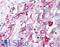 GDNF Family Receptor Alpha 3 antibody, LS-B1355, Lifespan Biosciences, Immunohistochemistry frozen image 