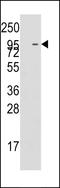 Regulator Of MON1-CCZ1 antibody, LS-C100886, Lifespan Biosciences, Western Blot image 