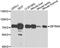 Zinc Finger And BTB Domain Containing 48 antibody, orb247966, Biorbyt, Western Blot image 