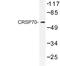 Mediator Complex Subunit 26 antibody, LS-C176714, Lifespan Biosciences, Western Blot image 