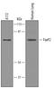 Forkhead Box P2 antibody, AF5647, R&D Systems, Western Blot image 