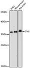 Syntaxin 6 antibody, 16-525, ProSci, Western Blot image 
