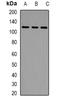 LLGL Scribble Cell Polarity Complex Component 2 antibody, orb341431, Biorbyt, Western Blot image 