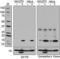 Histone H3 Acetylated Lysine 9 antibody, 698401, BioLegend, Western Blot image 