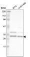 Heterogeneous Nuclear Ribonucleoprotein A2/B1 antibody, NBP2-58872, Novus Biologicals, Western Blot image 