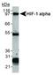 HIF1-alpha antibody, NB100-123B, Novus Biologicals, Immunoprecipitation image 