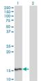 SPT4 Homolog, DSIF Elongation Factor Subunit antibody, H00006827-M01, Novus Biologicals, Western Blot image 