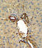Annexin A5 antibody, LS-C99311, Lifespan Biosciences, Immunohistochemistry paraffin image 